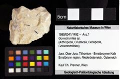 Foto (Objket + Etiketten) von ? Magila sp. 